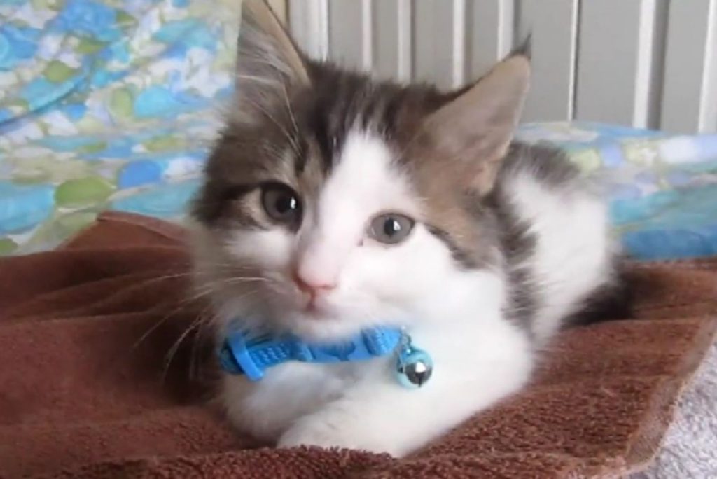 cute kitten with a blue collar