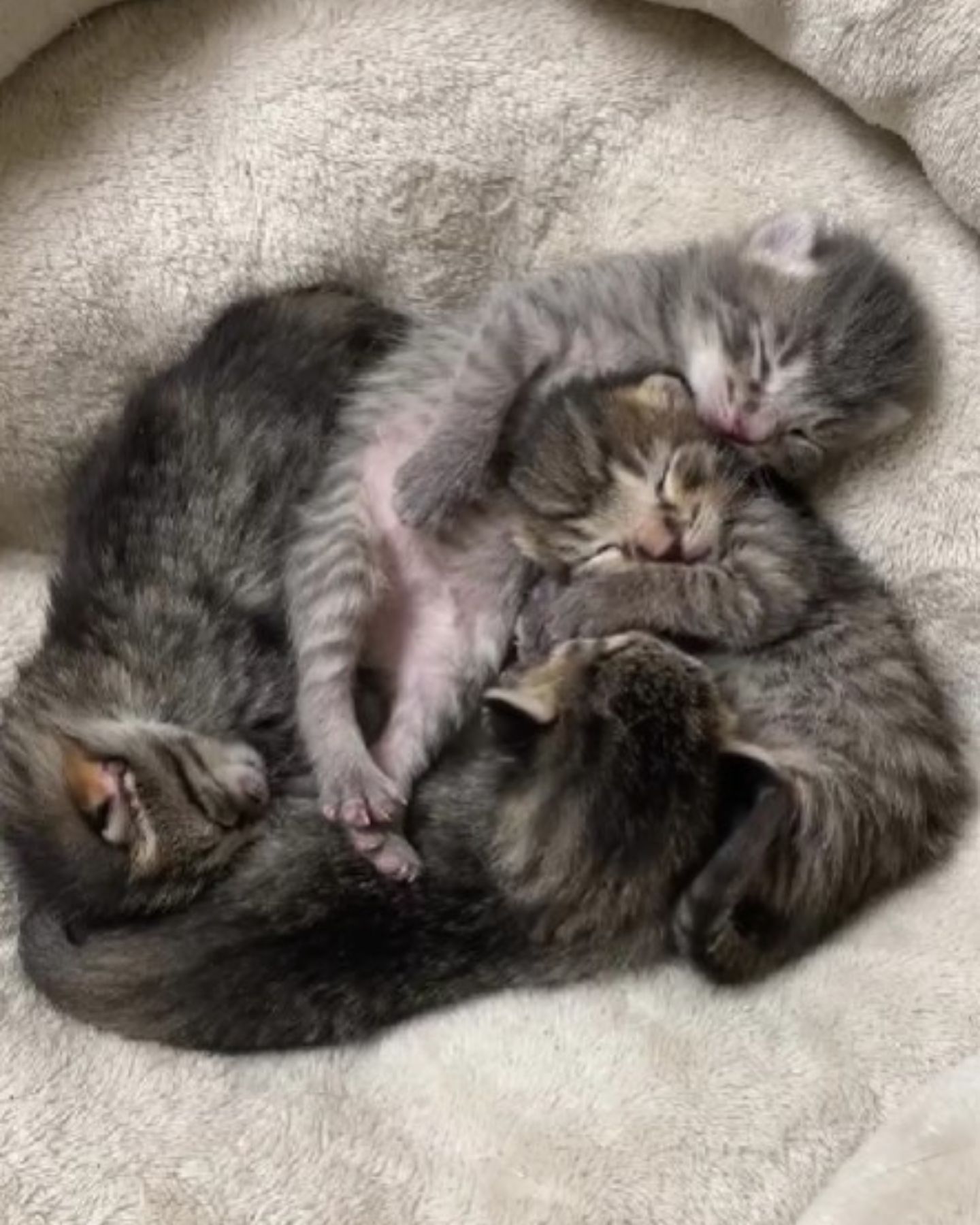 four kittens sleeping