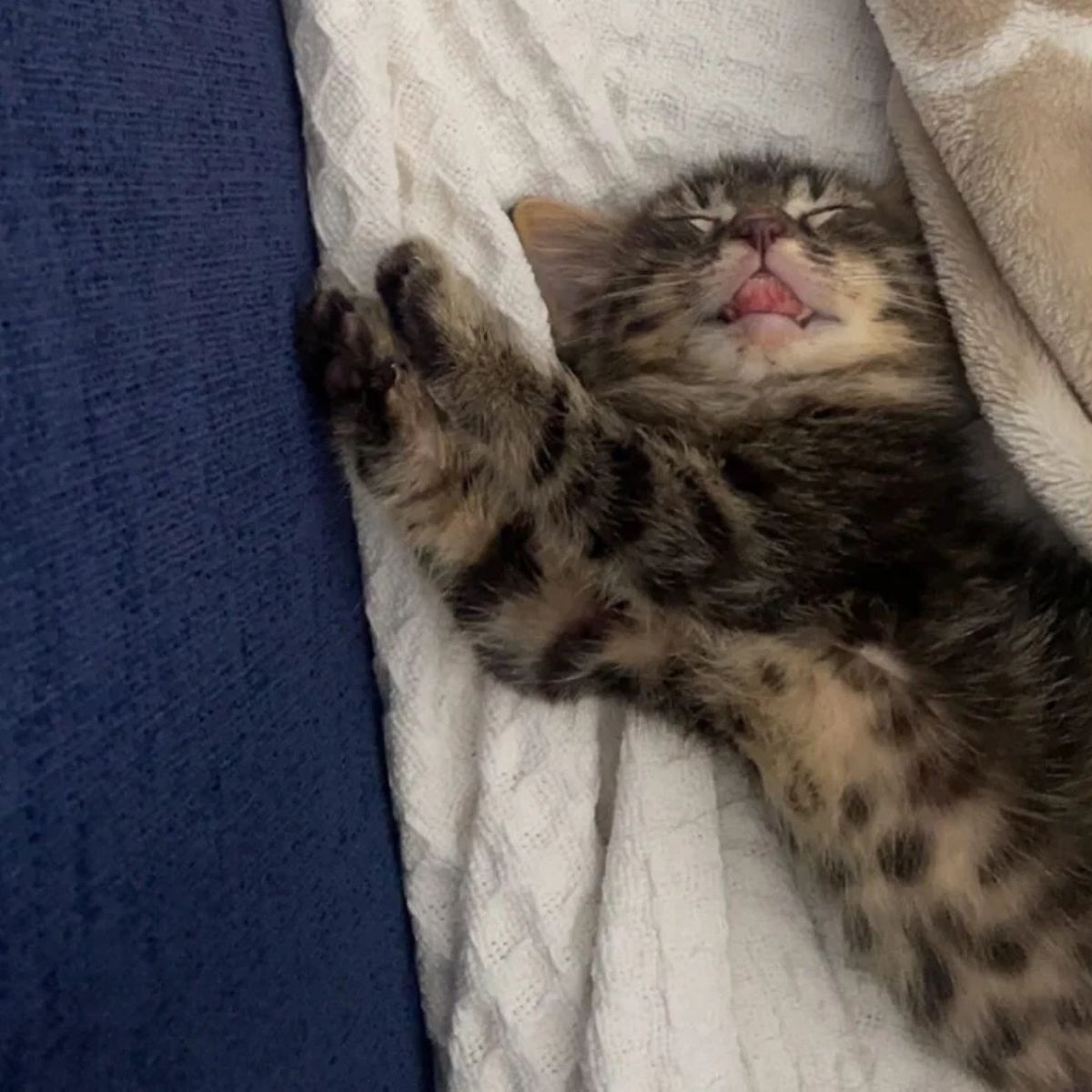 funny kitten sleeping on back