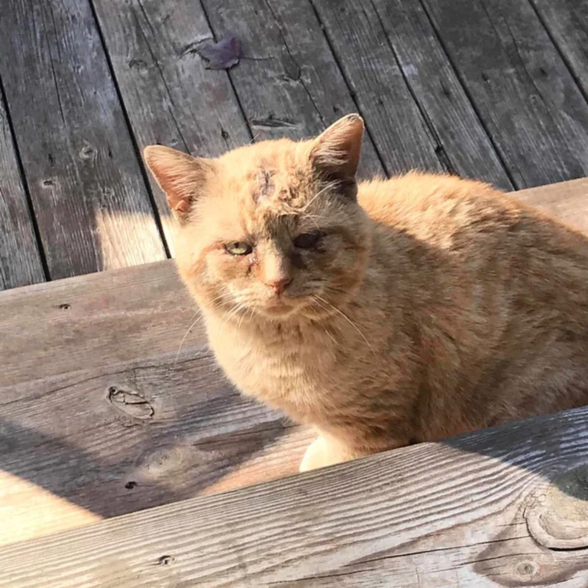 ginger cat