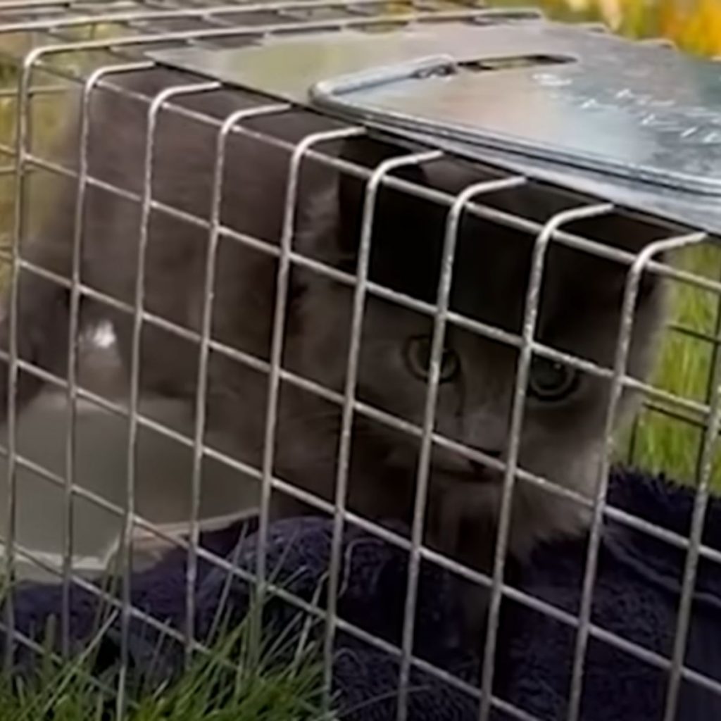 gray cat in a cage