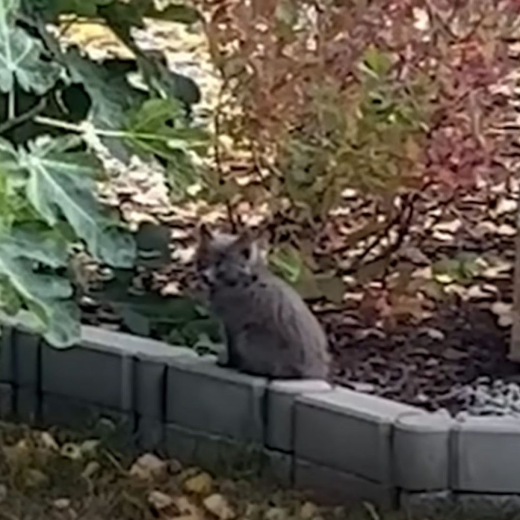 gray cat in the yard