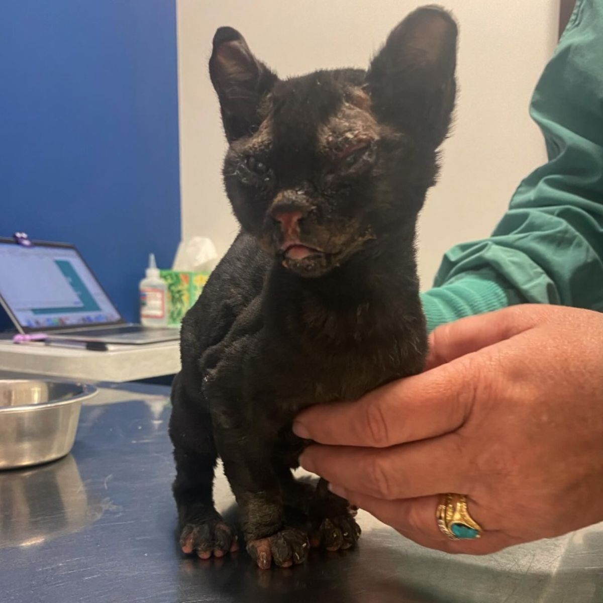 injured cat at veterinarians