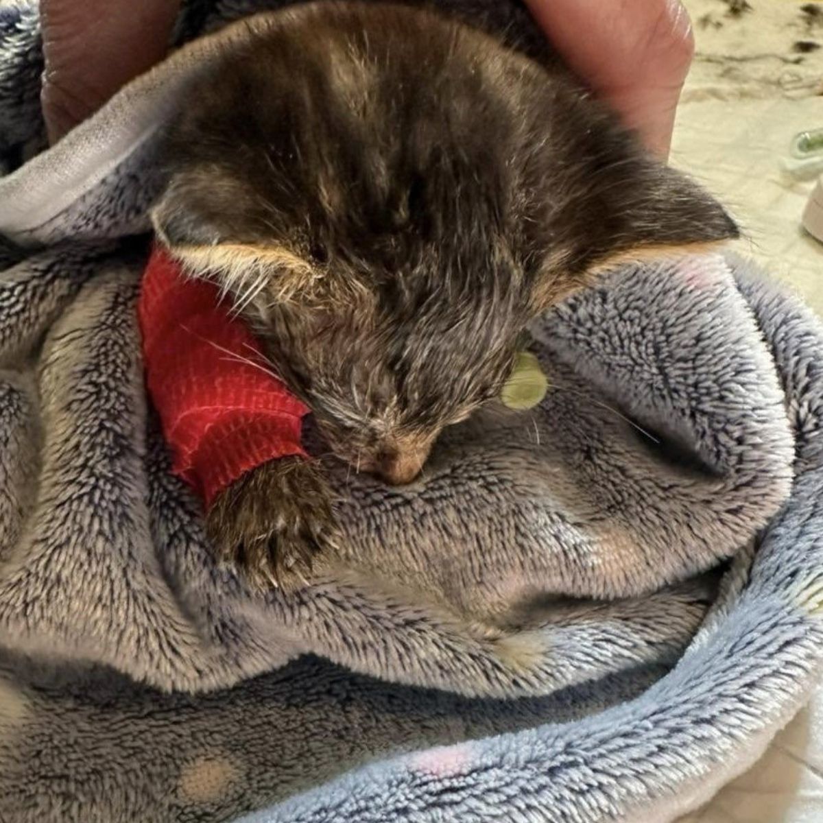 injured cat in blanket