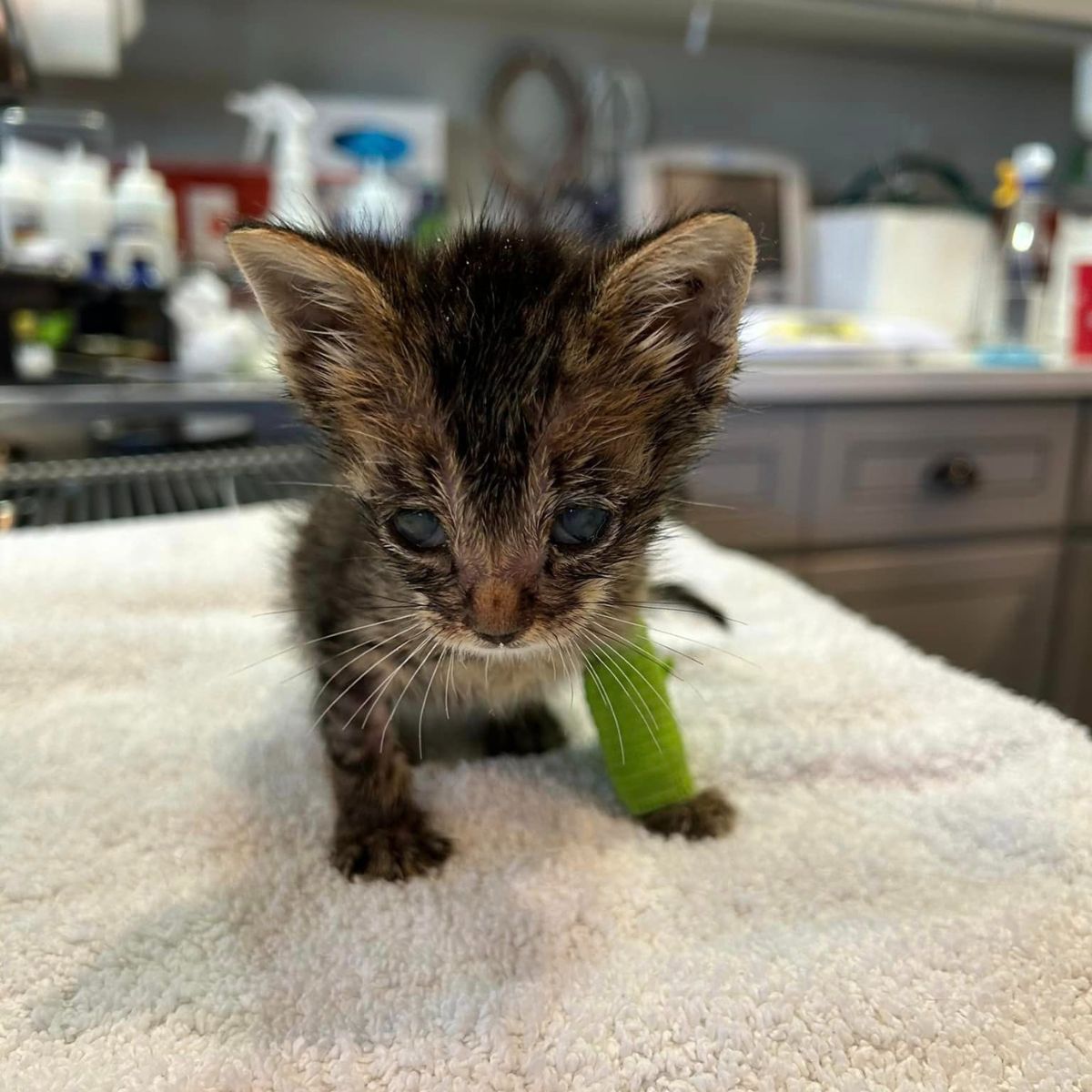 injured kitten