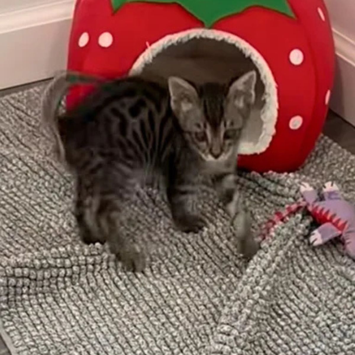 kitten on the carpet