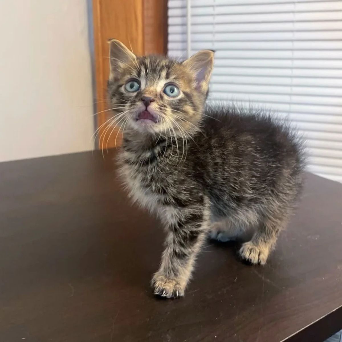 kitten on the table