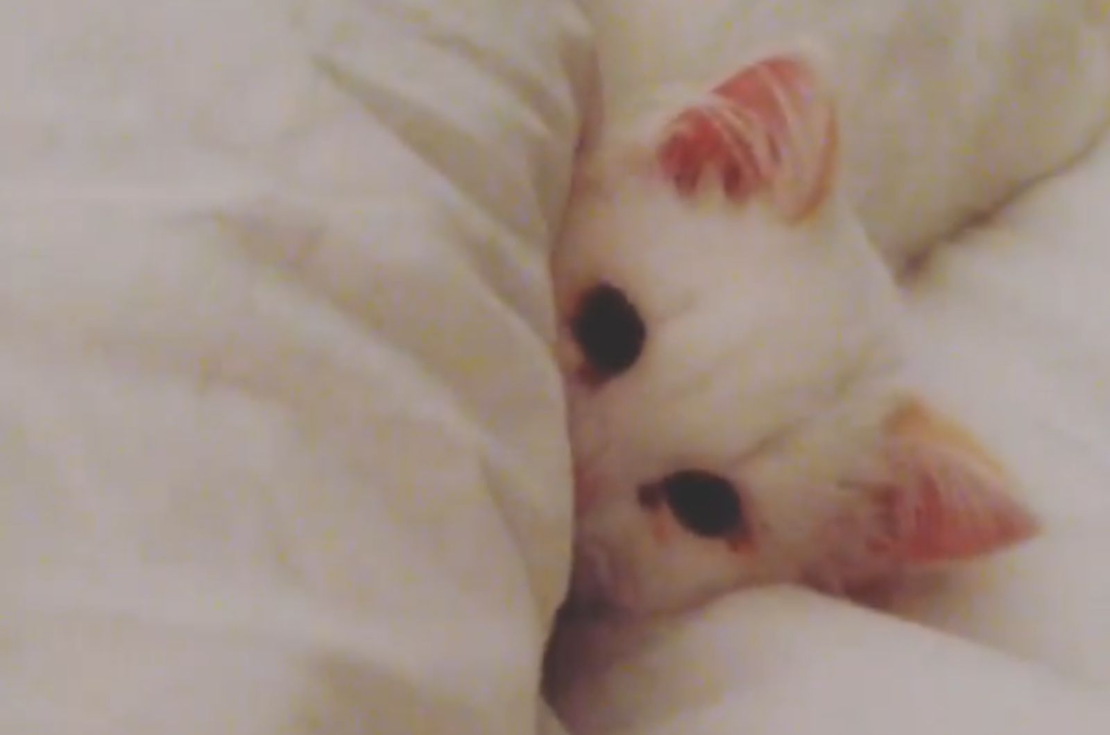 kitten peeking under the blanket