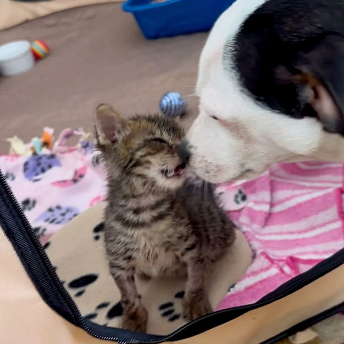 kitten playing with dog