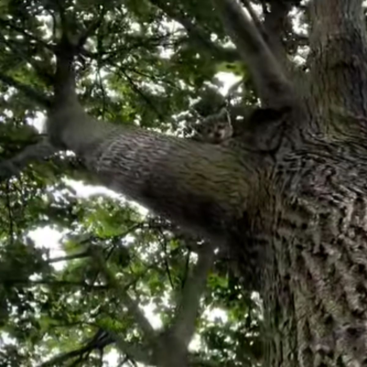 kitten stuck on a tree