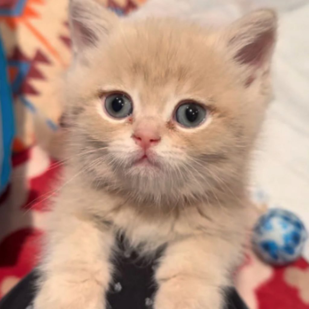 kitten with beautiful eyes