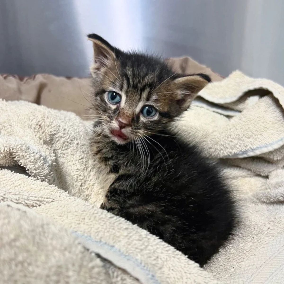 kitten with blue eyes