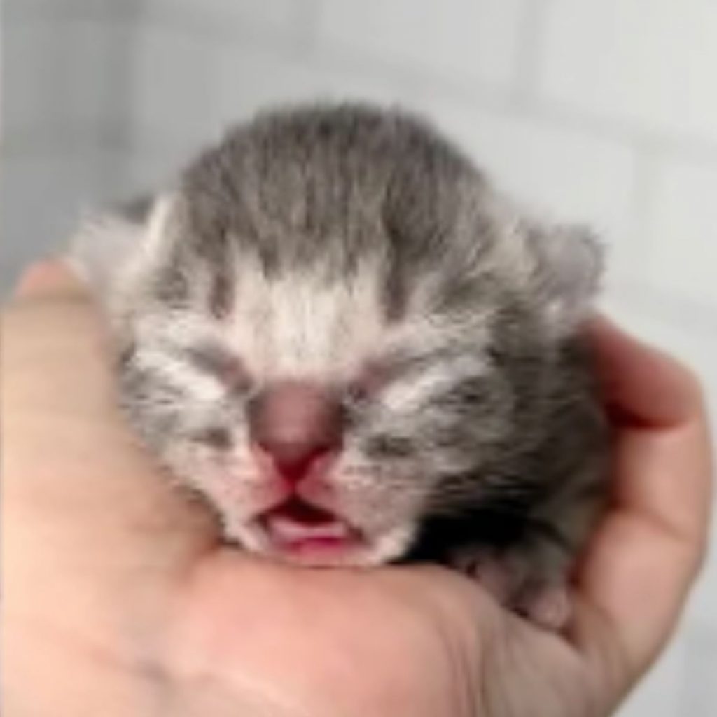 kitten with closed eyes in a man's hand