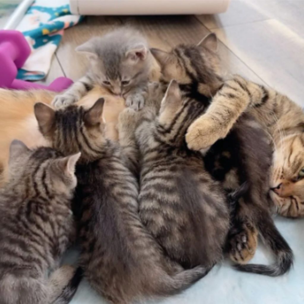 kittens hug their mother cat