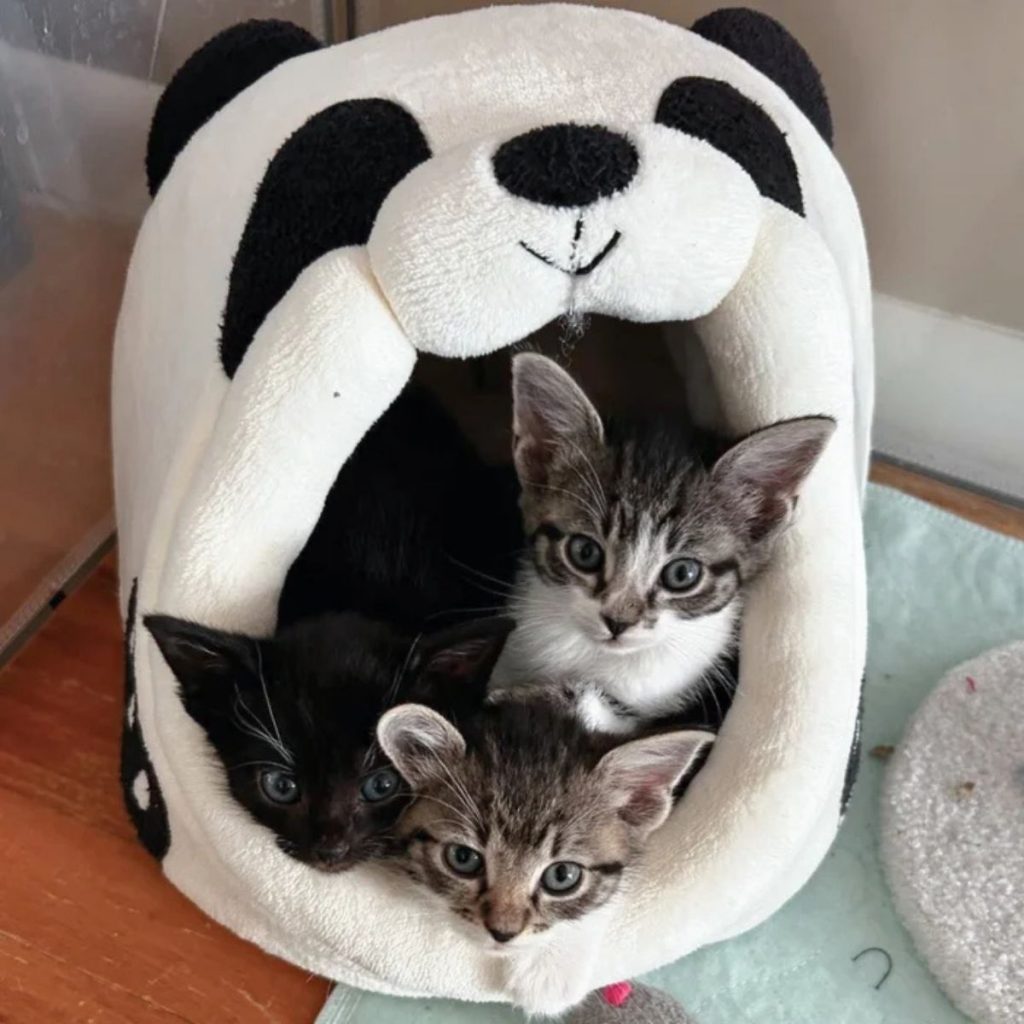 kittens in their house