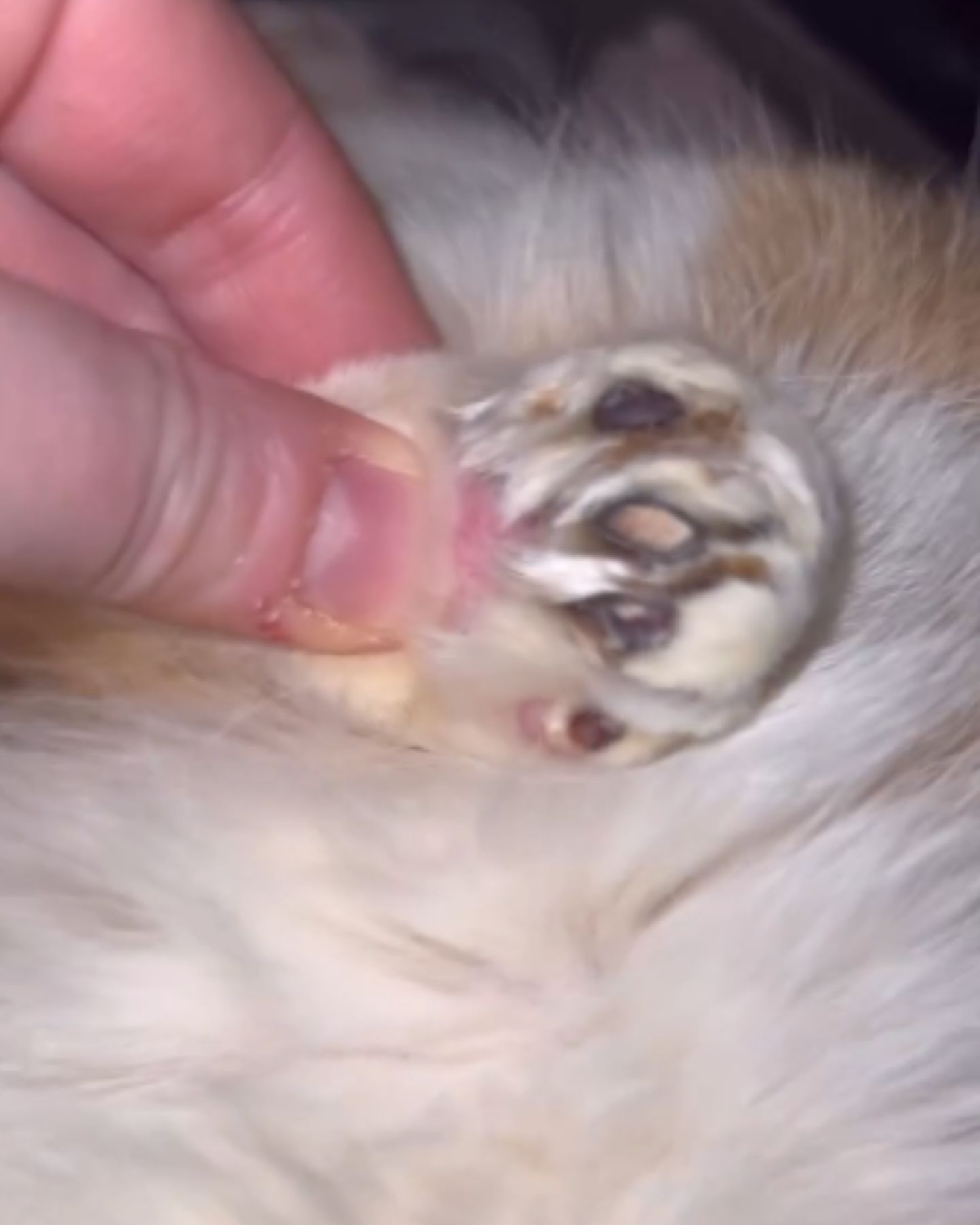 kittens paw