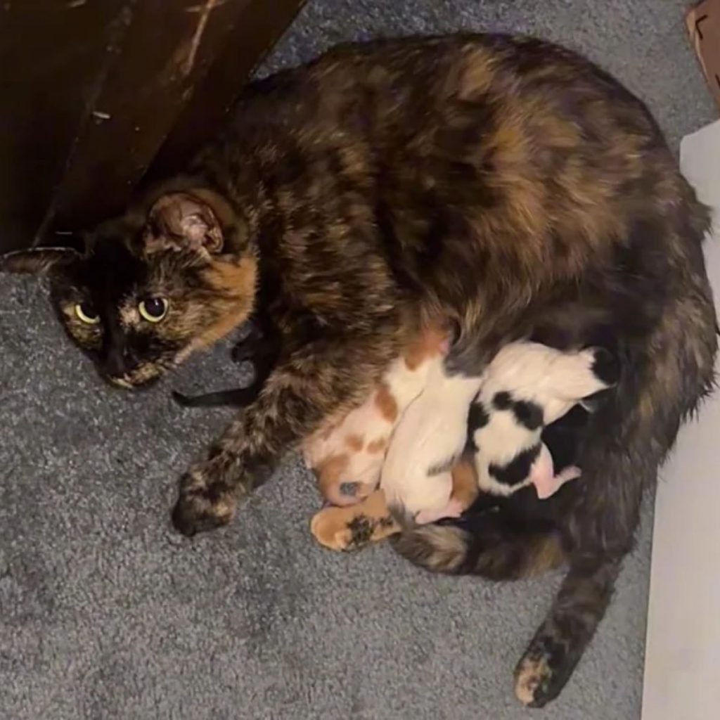 kittens suckle their mother striped cat