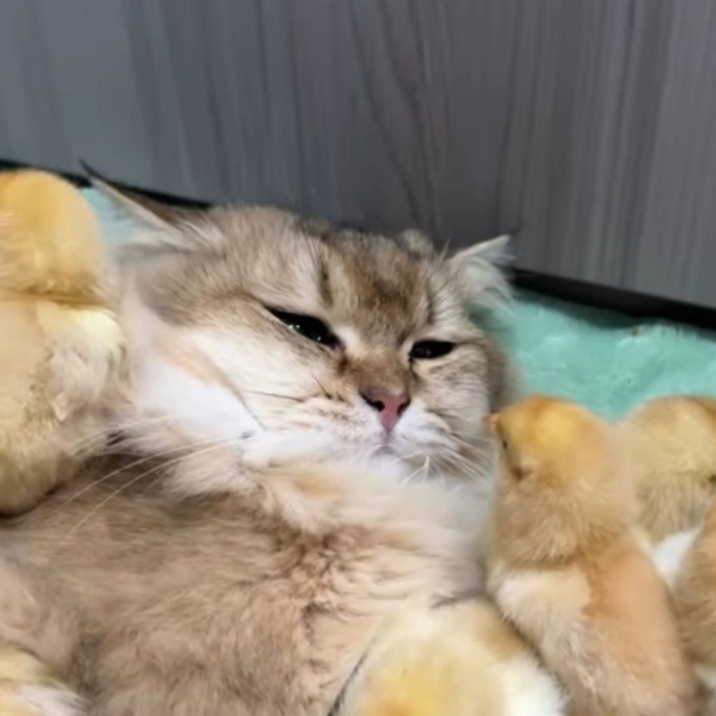 kitty with chicks