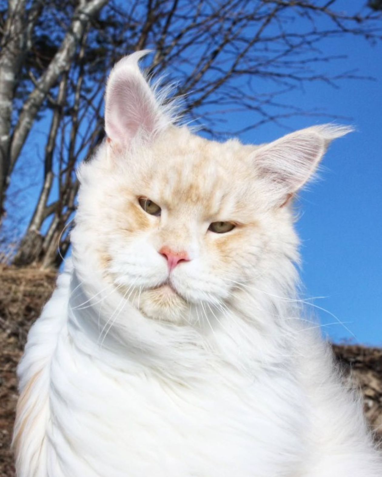 majestic maine coon