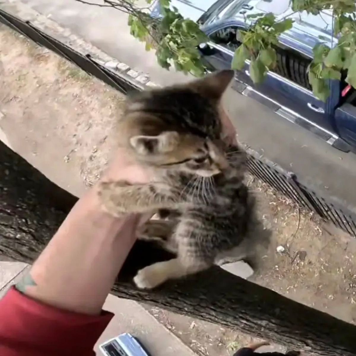 man holding a cute tiny kitten