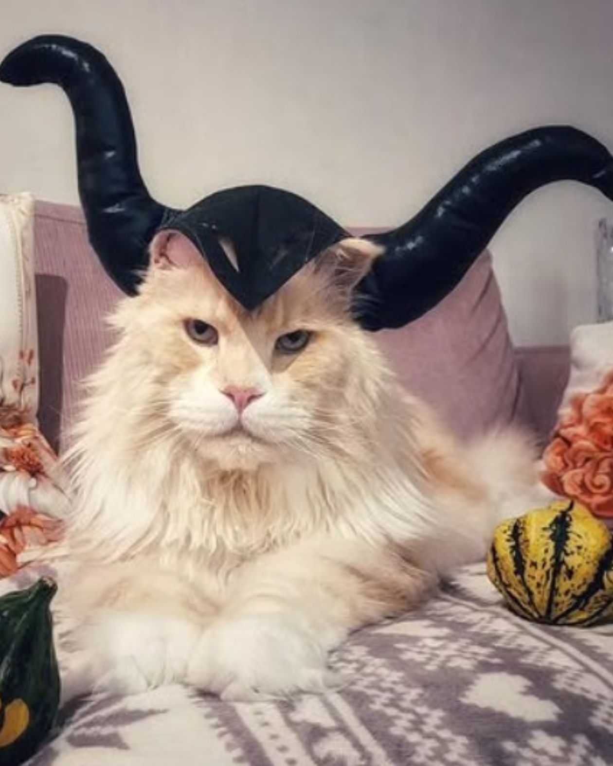 meowleficent maine coon