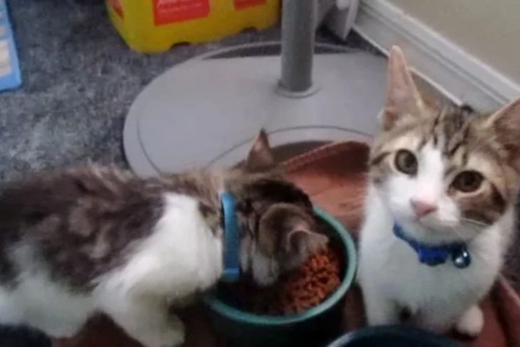 one kitten eats from a bowl, the other sits and looks at the camera