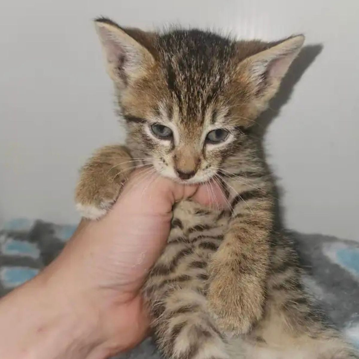 owner holding a cute tiny kitten