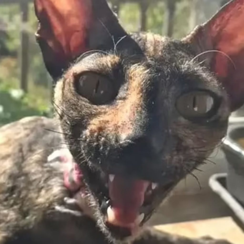 portrait of a cat with its mouth open