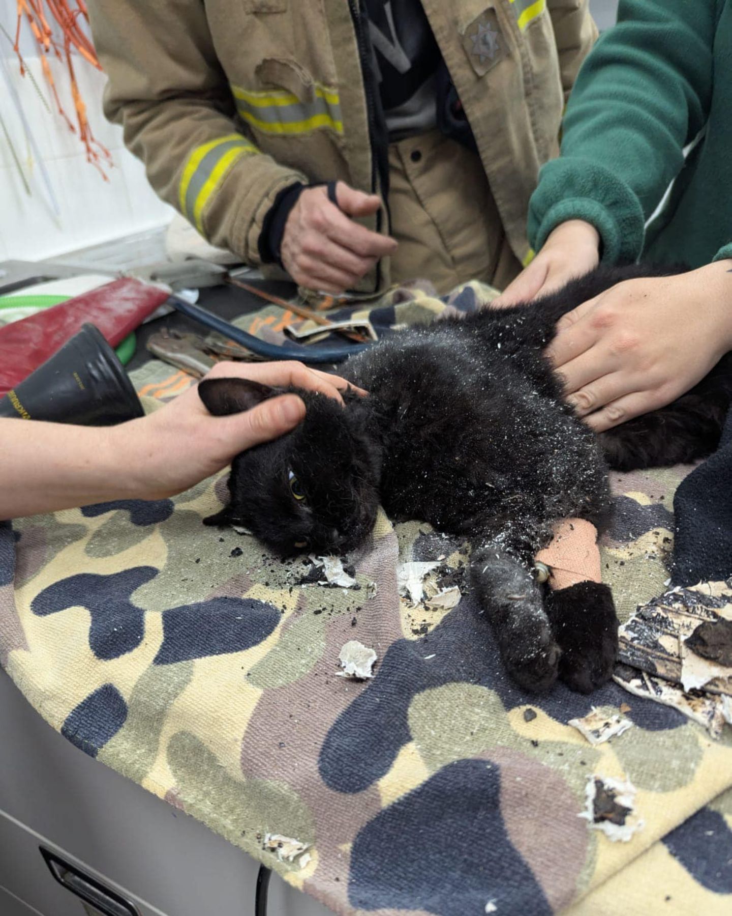 rescuers helping cat after rescuing