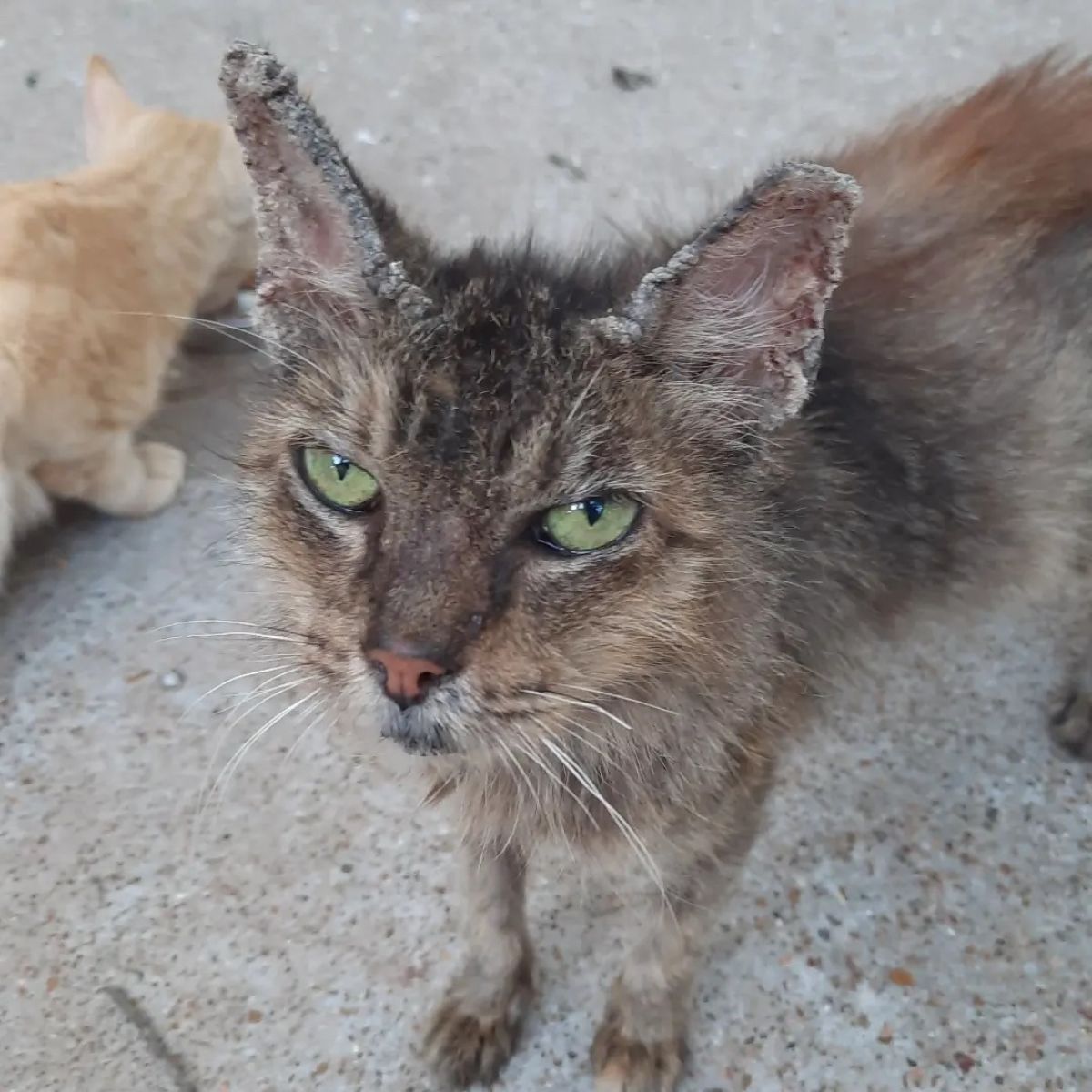 shabby stray cat