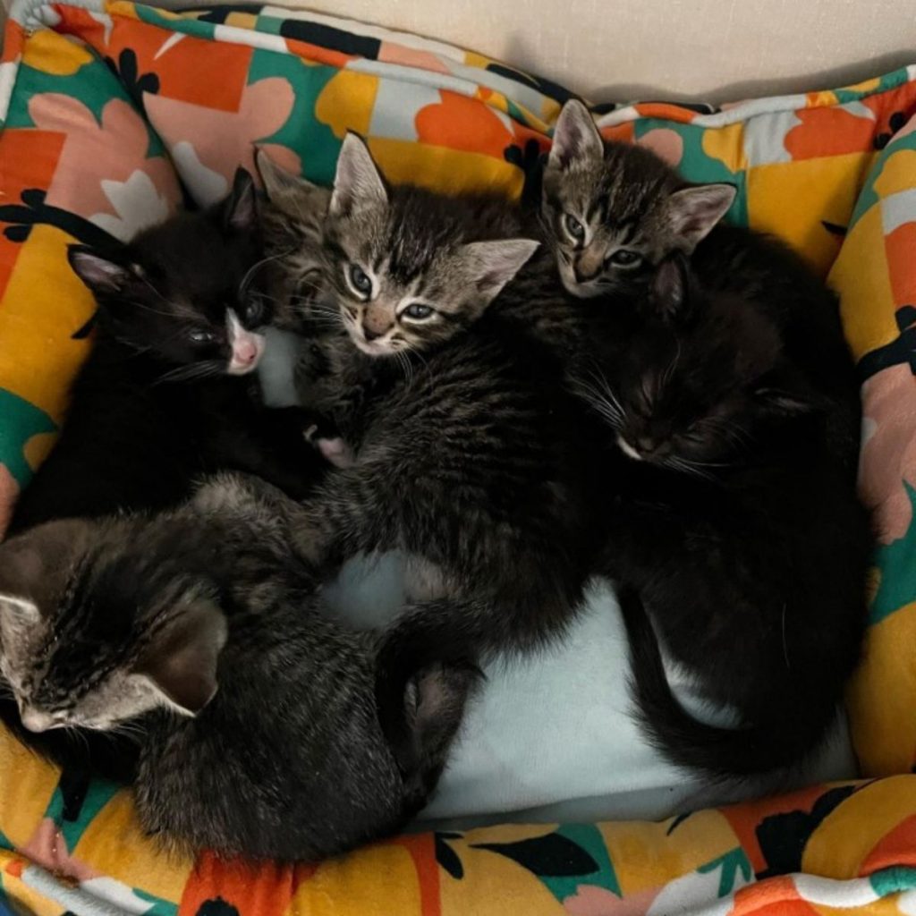 six adorable kittens