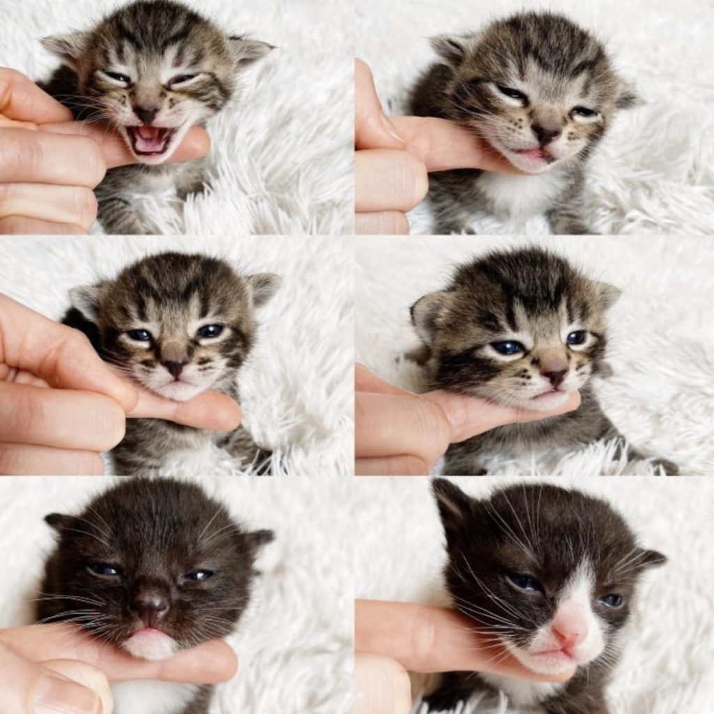 six kittens