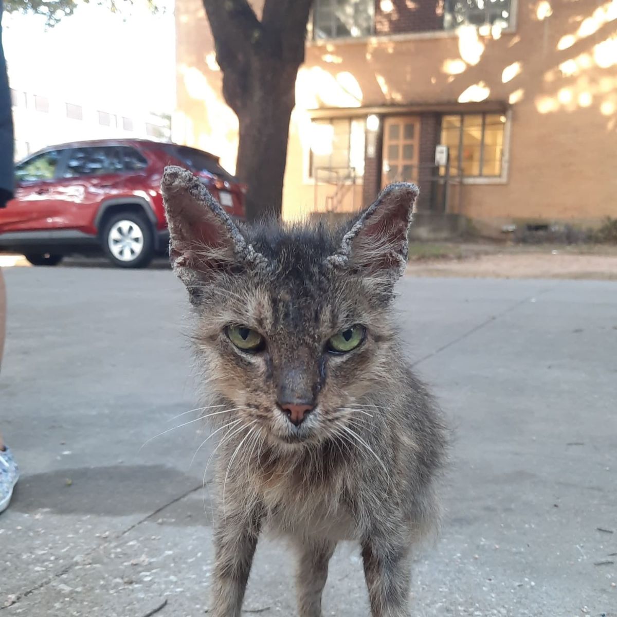 stray gray cat