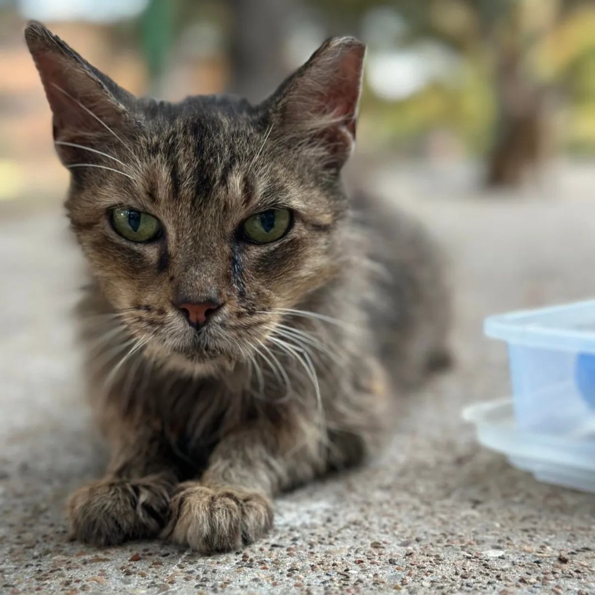 sweet stray cat