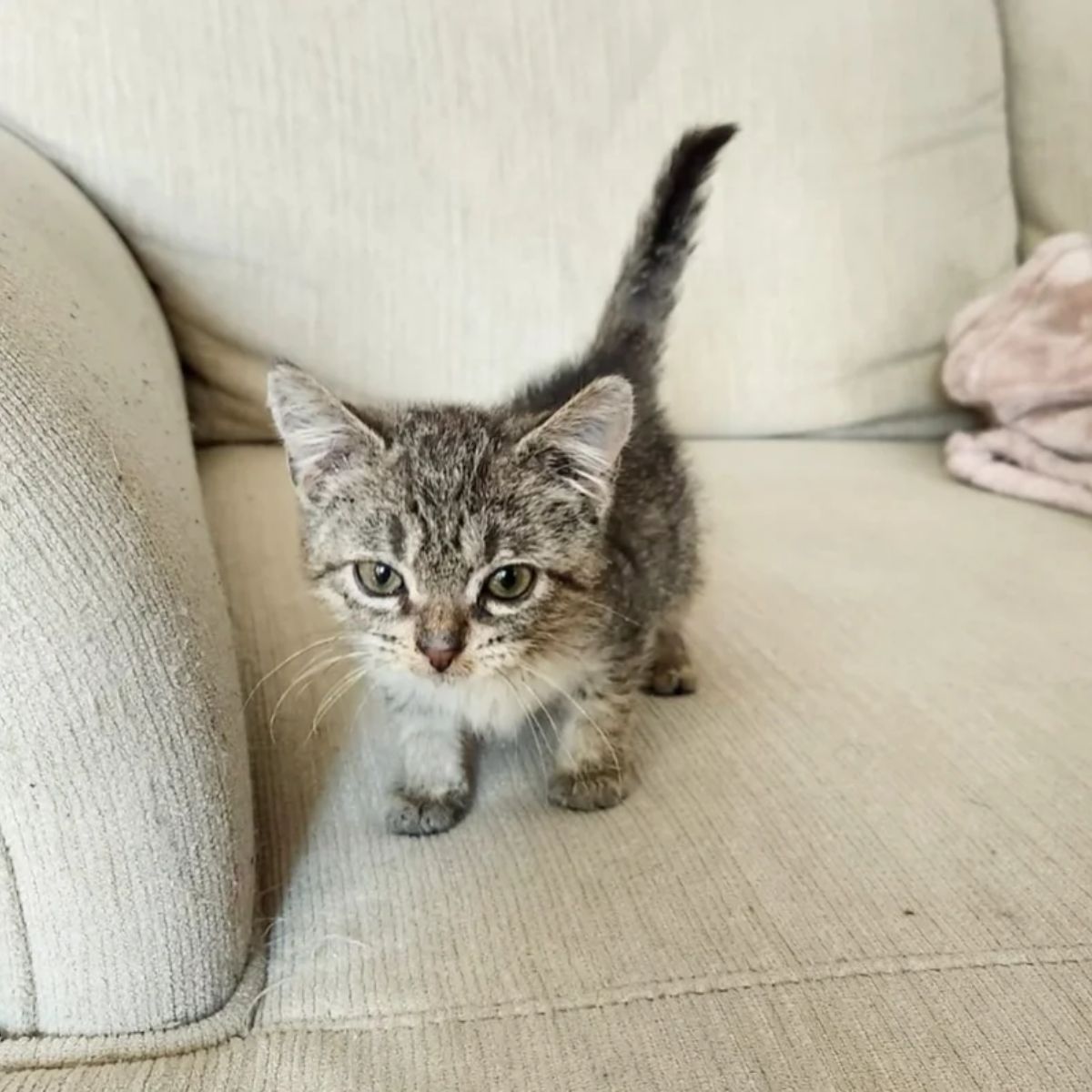 sweet tiny gray kitten