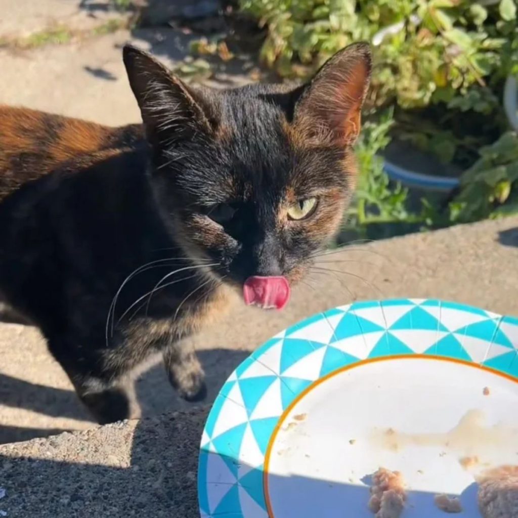 the cat licks itself next to the plate with food