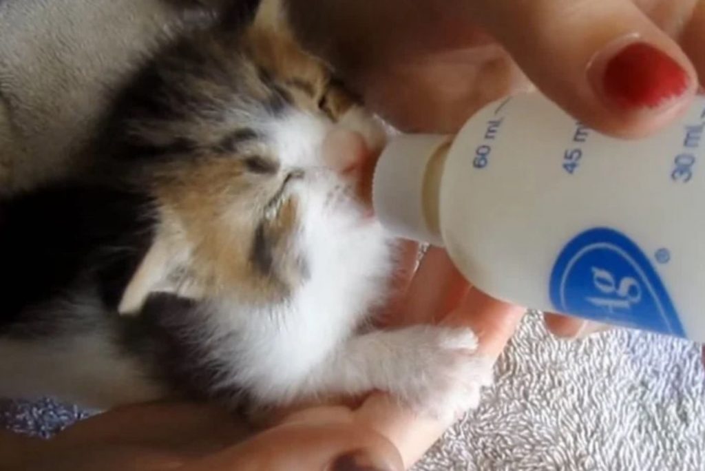 the kitten drinks milk from the bottle