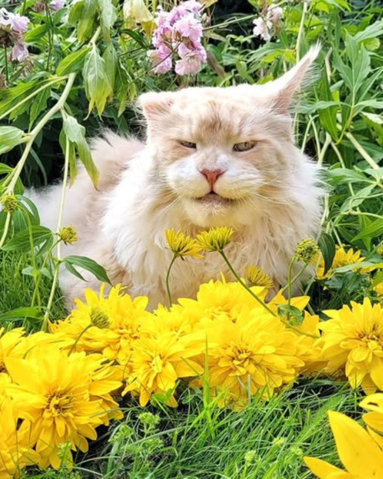 the prettiest flower in the garden