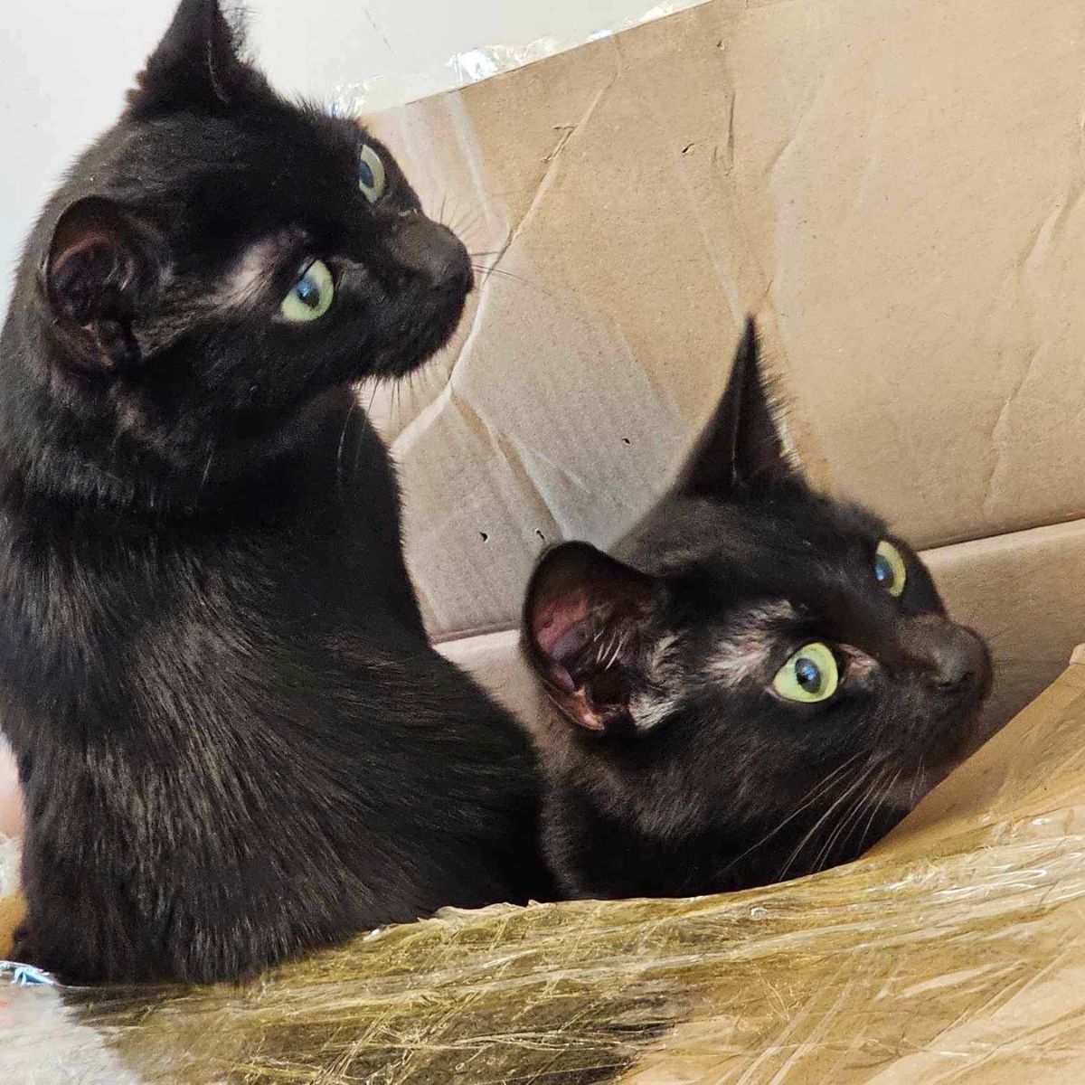 two black cats in a box