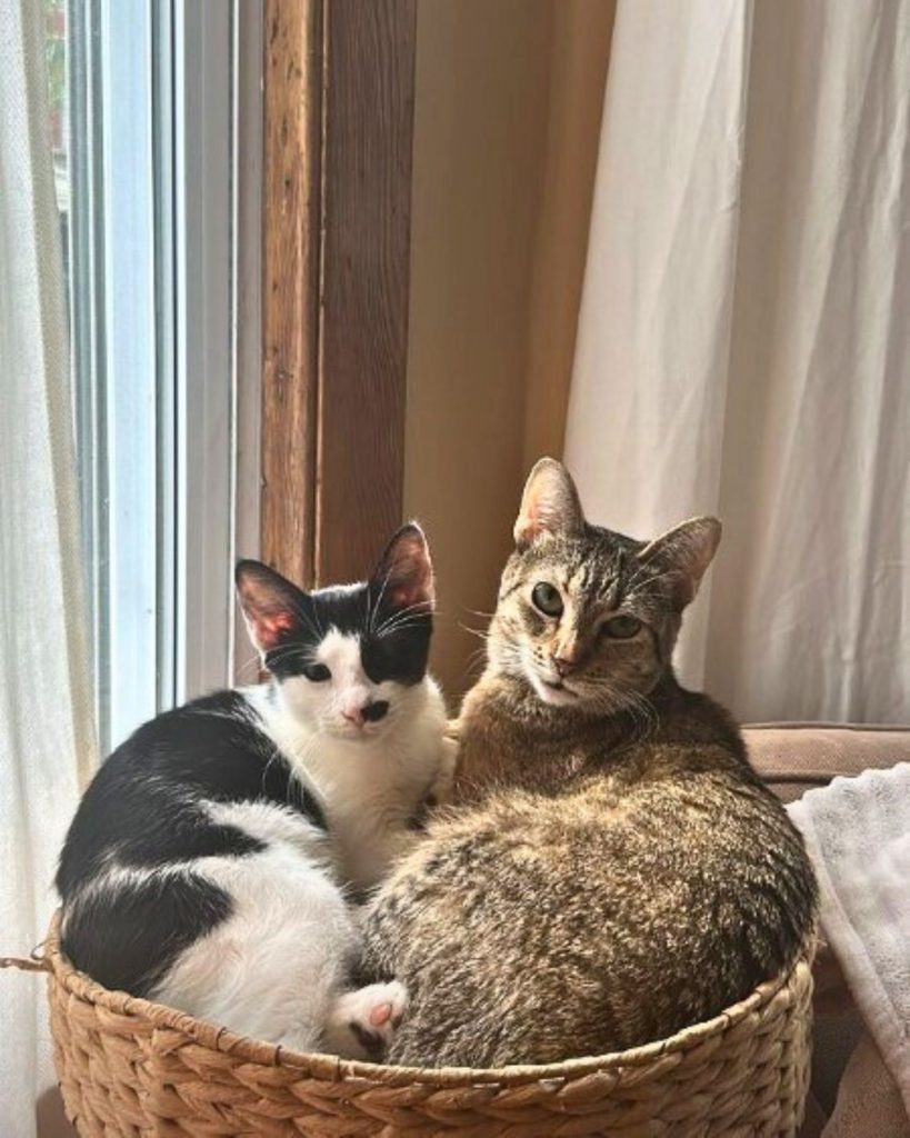 two cats are lying in a basket