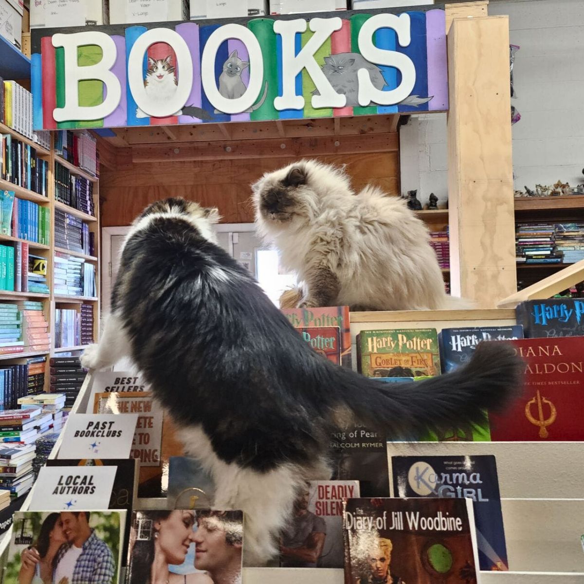 two cats in a bookstore