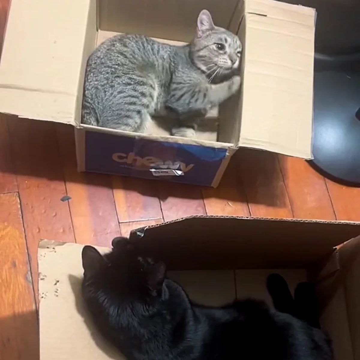 two cats in boxes