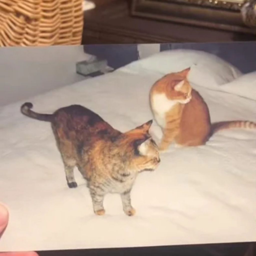 two cats on the bed