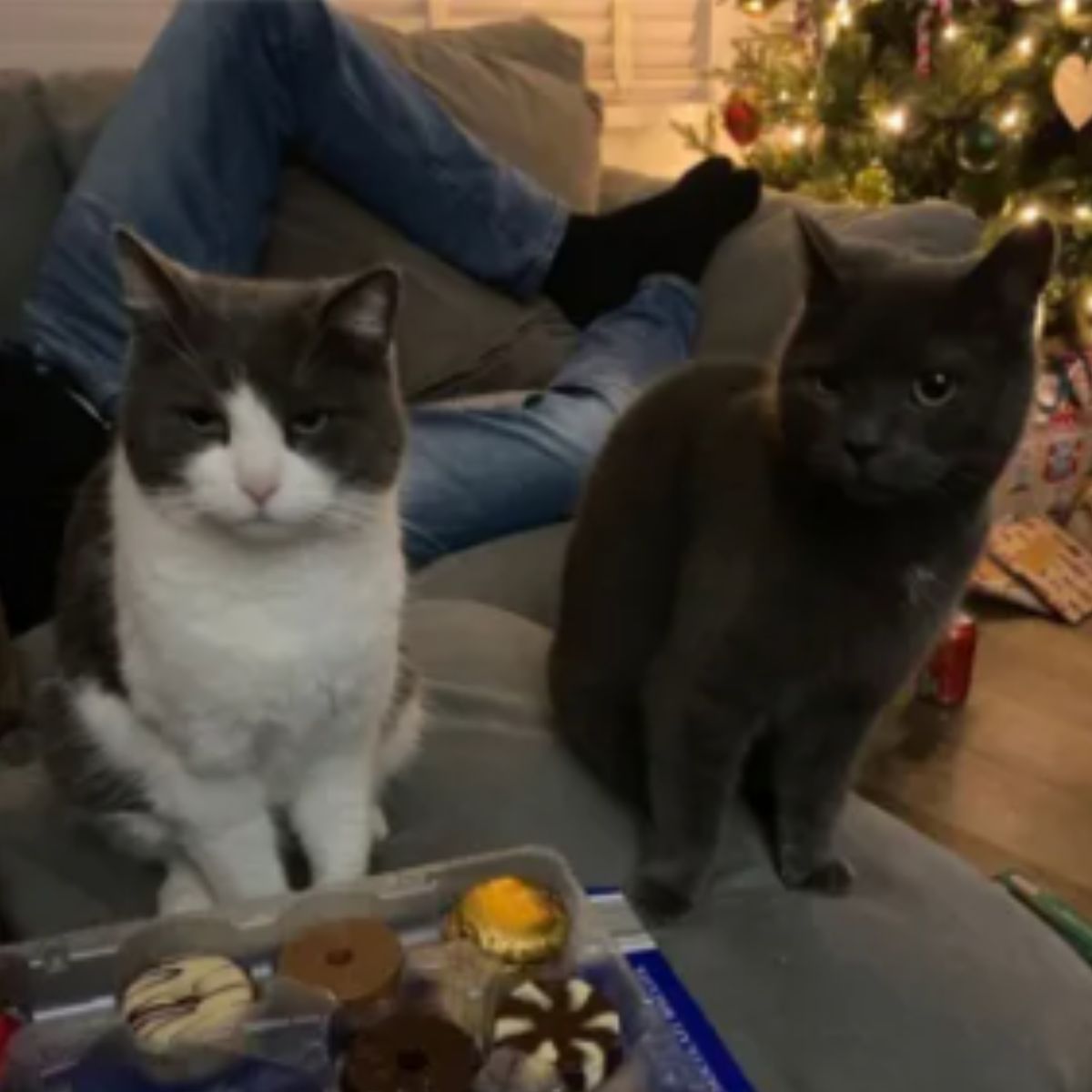 two cats sitting on couch