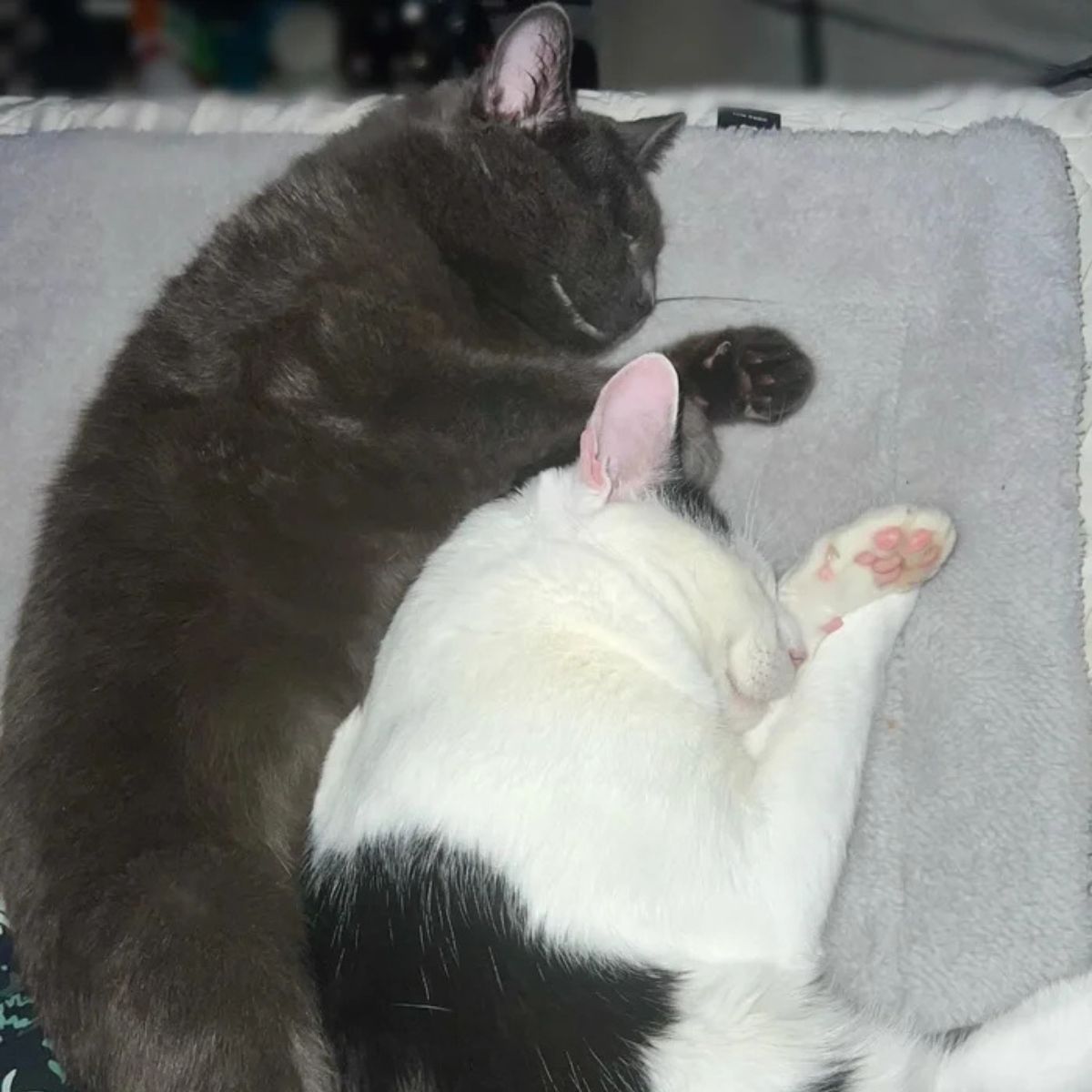 two cats sleeping together