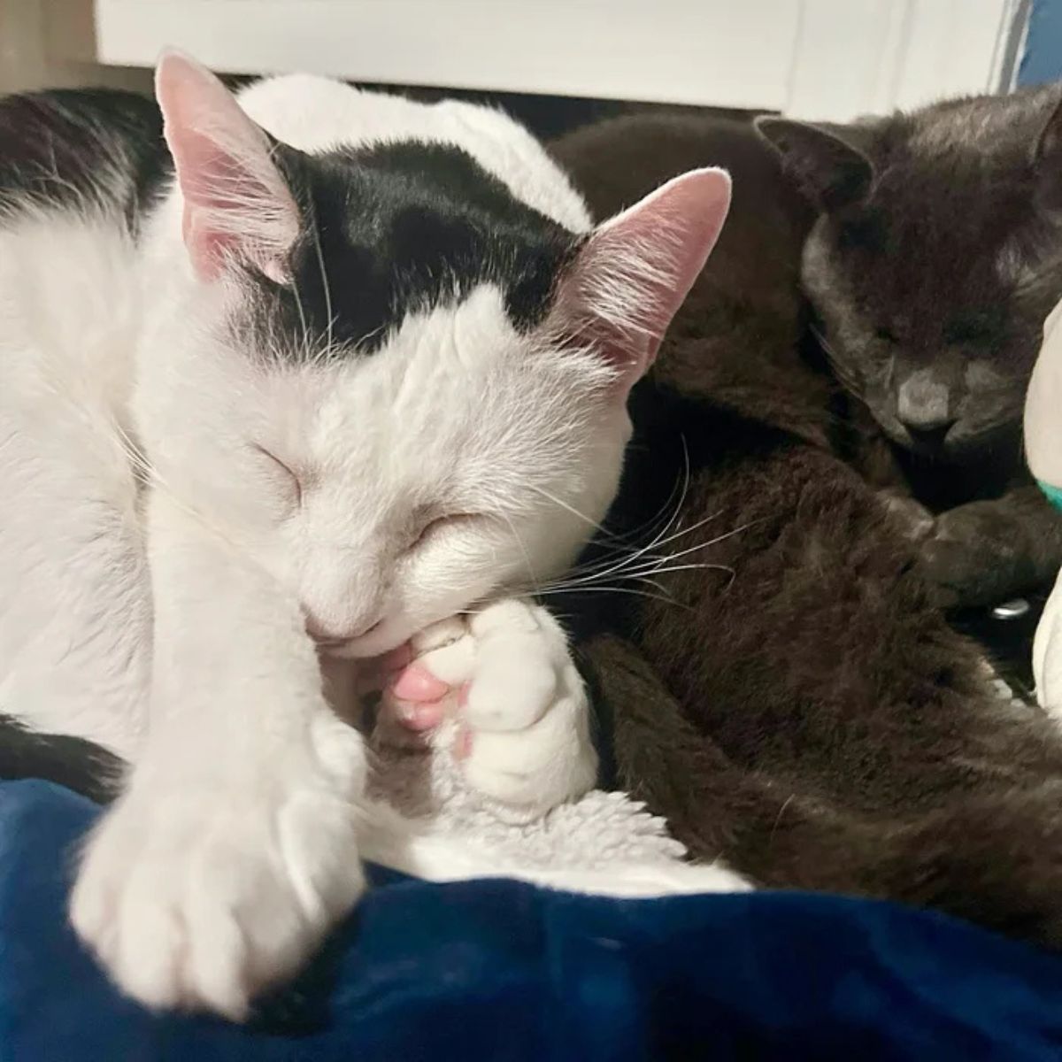 two cute cats sleeping