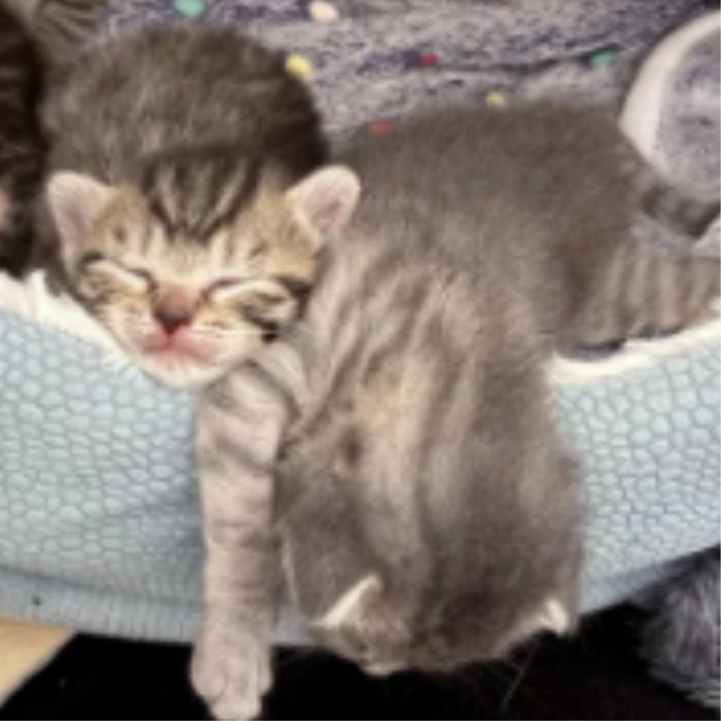 two kittens are sleeping