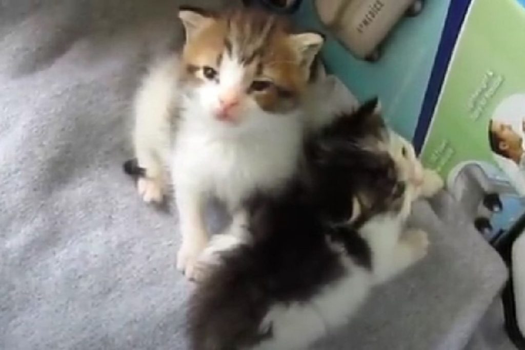 two kittens standing next to each other