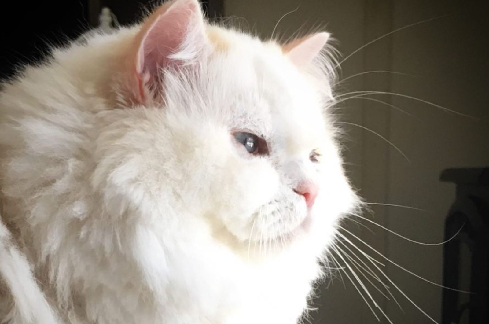 white cat in sunlight