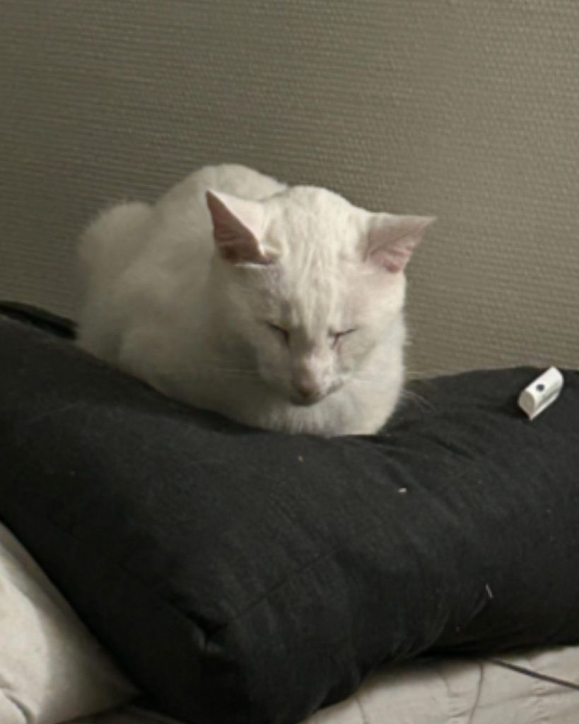 white cat sleeping on a black pillow